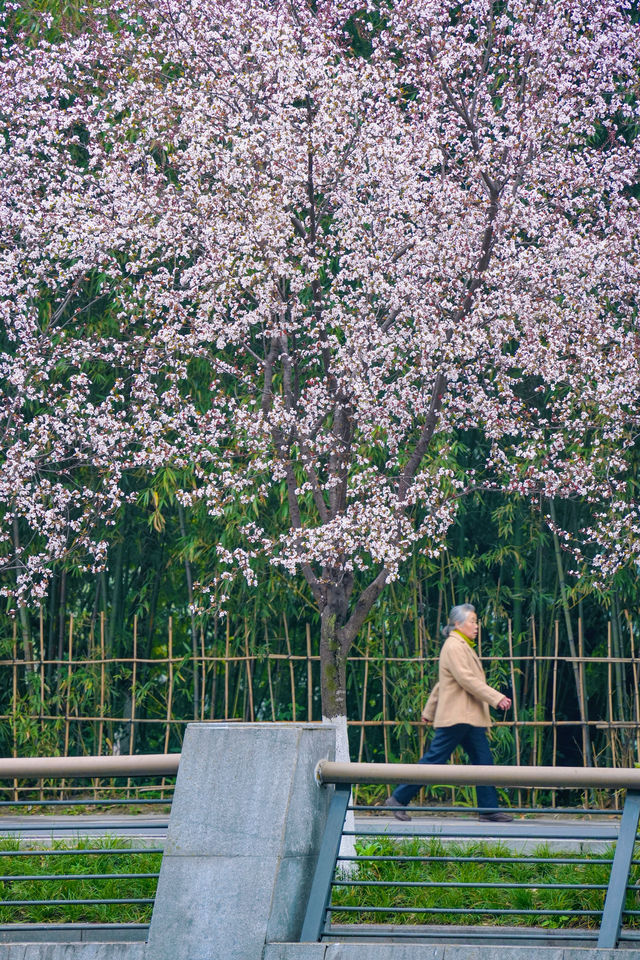 地鐵直達東湖公園的紫葉李真的都開好了！