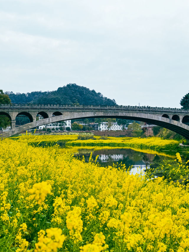 去樂山大佛別忘了，也來看一看烏尤寺的油菜花