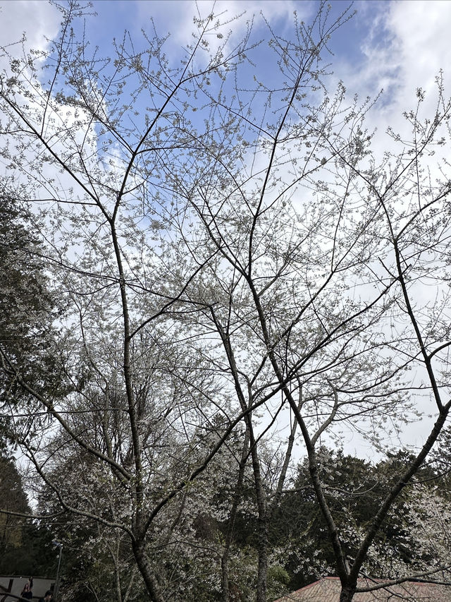 台灣最受歡迎森林遊樂園