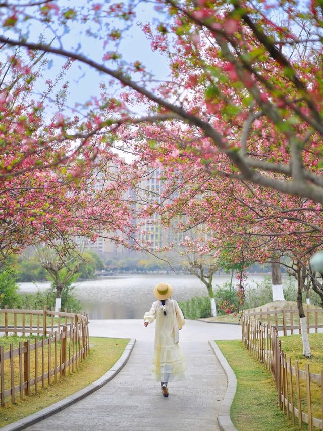 成都地鐵直達，海棠花已經開滿園了