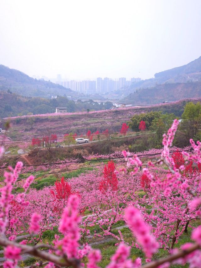 龍泉山桃花開了！仙境！寶獅村賞花攻略