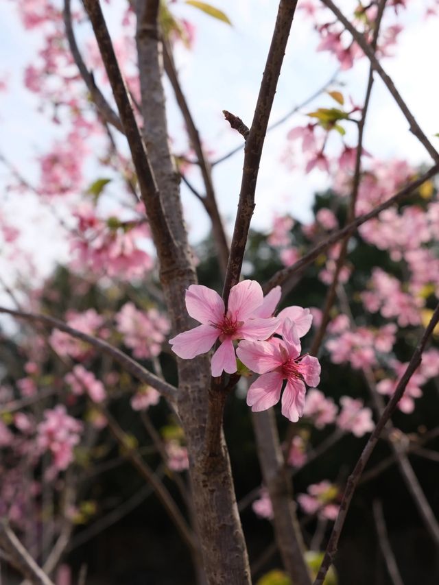 東莞春日遊園賞櫻花