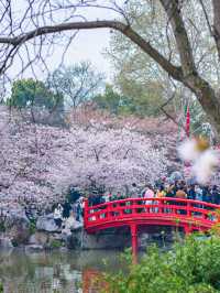 此時的武漢已封神，賞花攻略一定提前做好