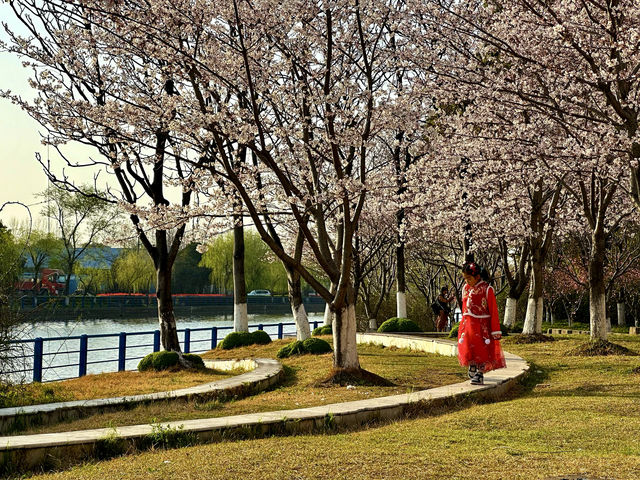 櫻花如雲高東鎮