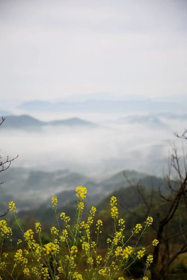 雲瀰漫茶山，安徽小眾景點休寧金龍山雲上茶園裡度假酒店