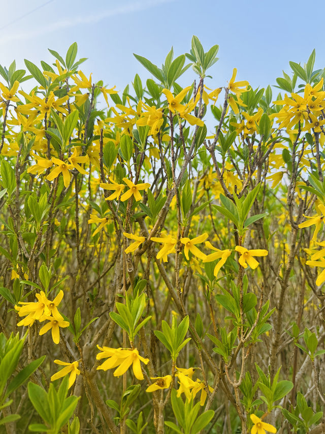很受歡迎的小眾花園| 真如公園