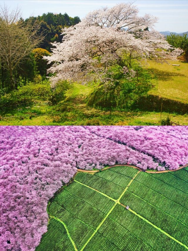 去貴州上春山可以觀賞萬畝櫻花園的好地方