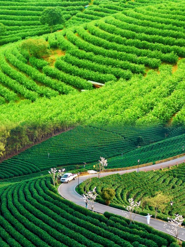 那片一望無際的茶園安吉白茶園