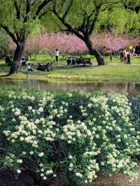 春日賞花指南：上海共青森林公園完美之旅
