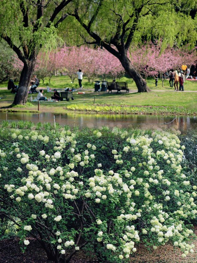 春日賞花指南：上海共青森林公園完美之旅