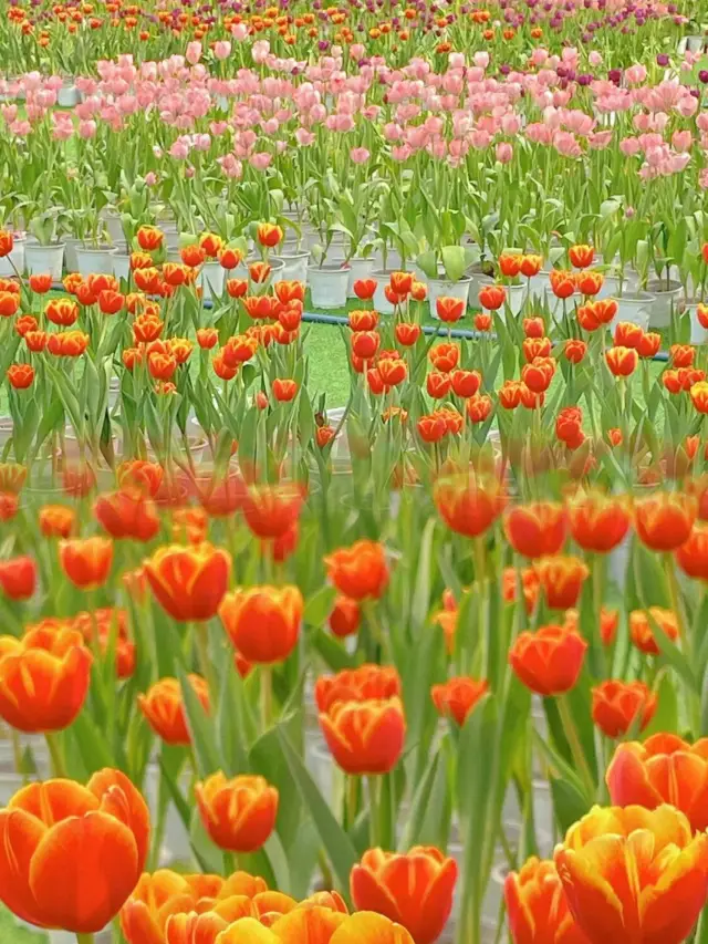 Exploring the beauty of spring in Chongqing is like welcoming a feast of flowers!