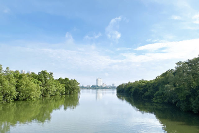 觀光新加坡的雙溪布洛濕地天然公園