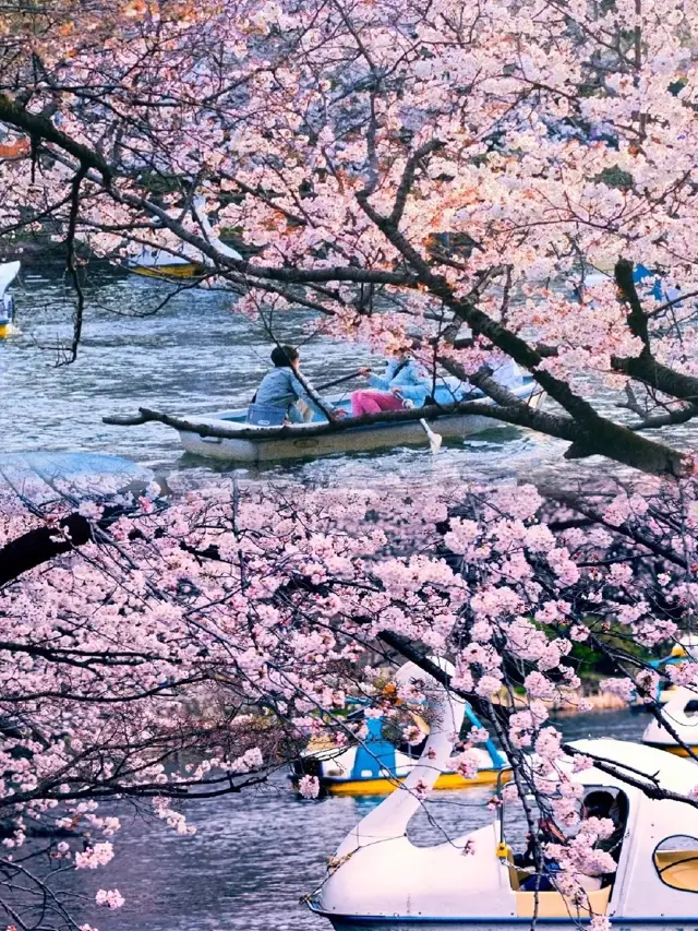 2023年日本櫻花季即將開啟，想去東京打卡櫻花的朋友