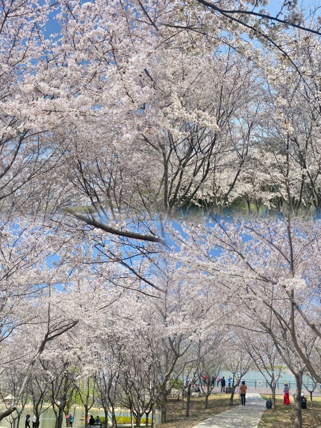 實地探訪我在淄博邂逅了花與“海”共舞的美景