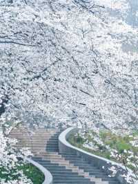杭州春日櫻花地圖記得拍完這些再離開…