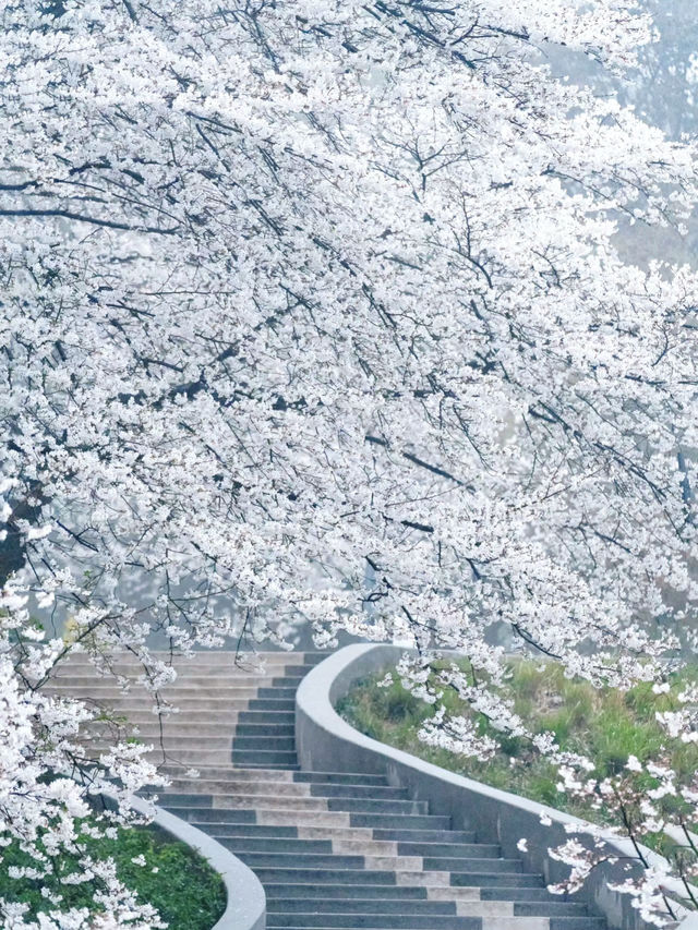 杭州春日櫻花地圖記得拍完這些再離開…