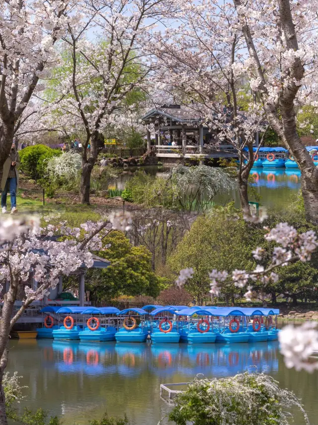 辰山の桜が美しいと思っていたが、ここに行ってみるまで知らなかった