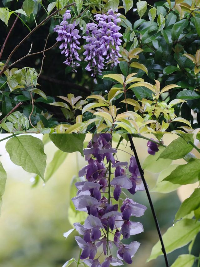 櫻花公園紫藤花瀑布開爆！！