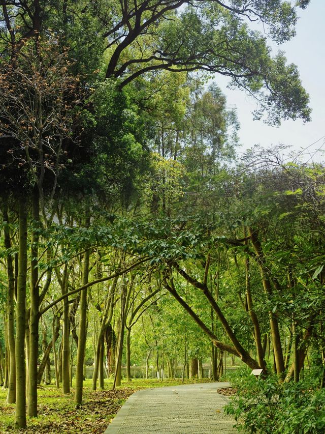 廣州樹木公園：地鐵直達的綠色秘境，探索原始森林之美