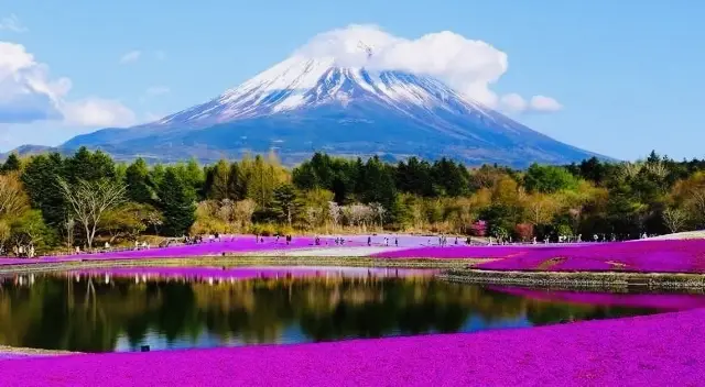 芝櫻花盛開，怎麼能錯過富士山下的浪漫？