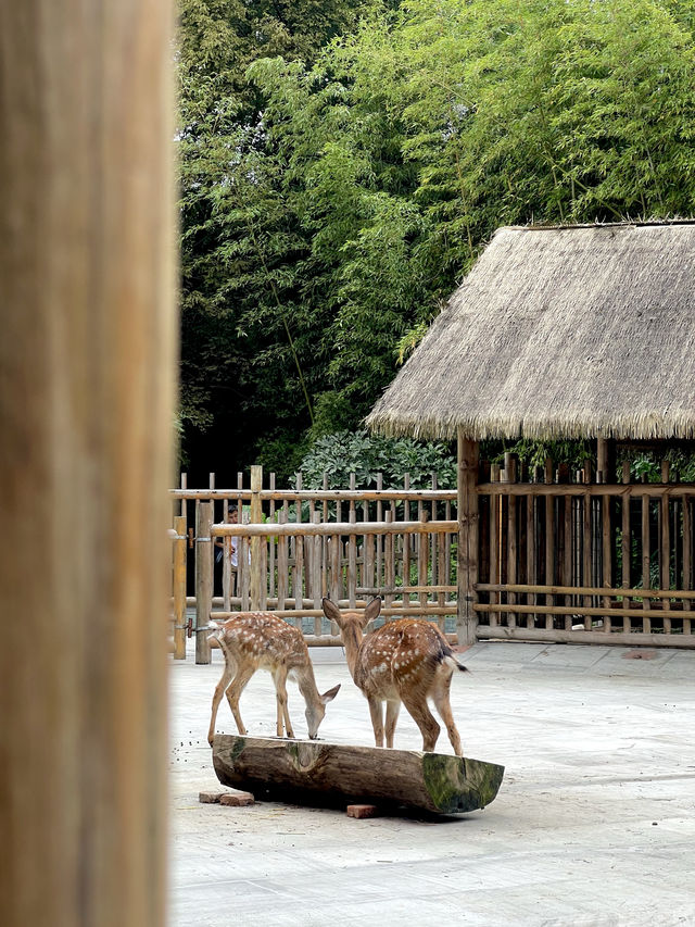 This petite forest park in Chengdu! It's 1000 times more entertaining than Chunxi Road!