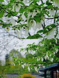 再見花開都江堰丨賞國寶植物珙桐花～