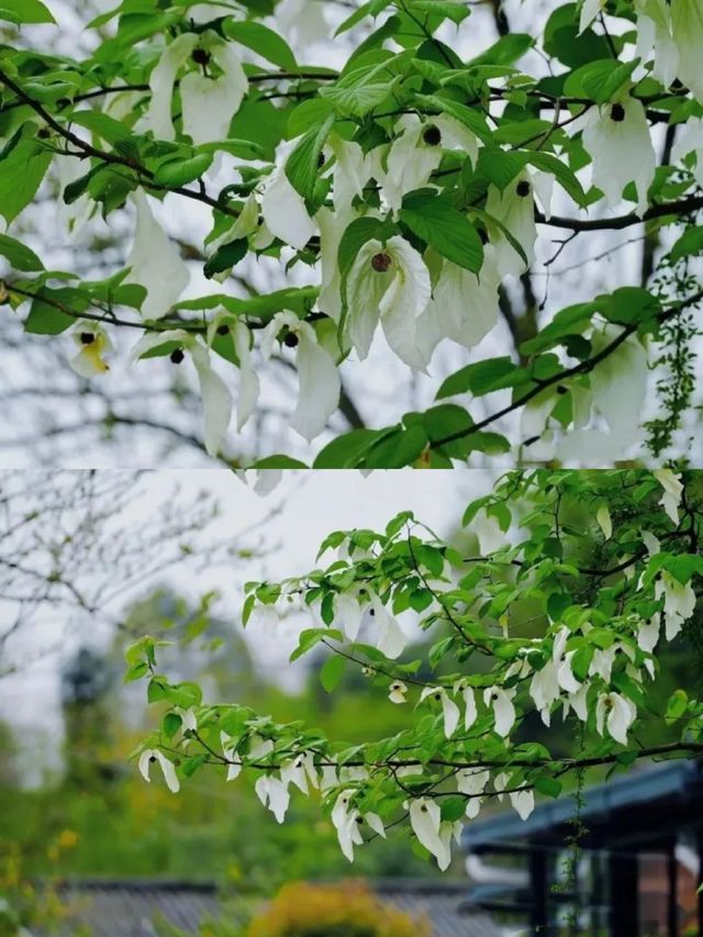 再見花開都江堰丨賞國寶植物珙桐花～