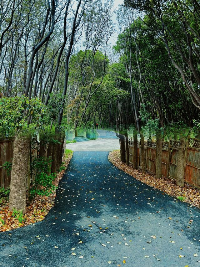 必去！同里國家濕地公園，陶醉在綠色天堂的攻略