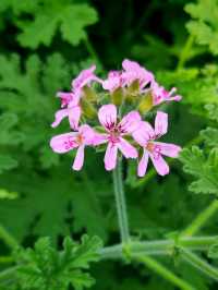 蘭陵國家蔬菜公園 一站式遊玩好去處 推薦打卡！
