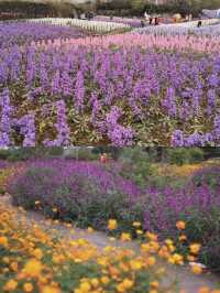 前往南充錦繡田園風景區賞花