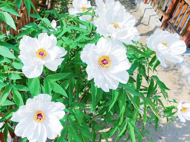 春日踏青賞花，與春天來一場浪漫之約