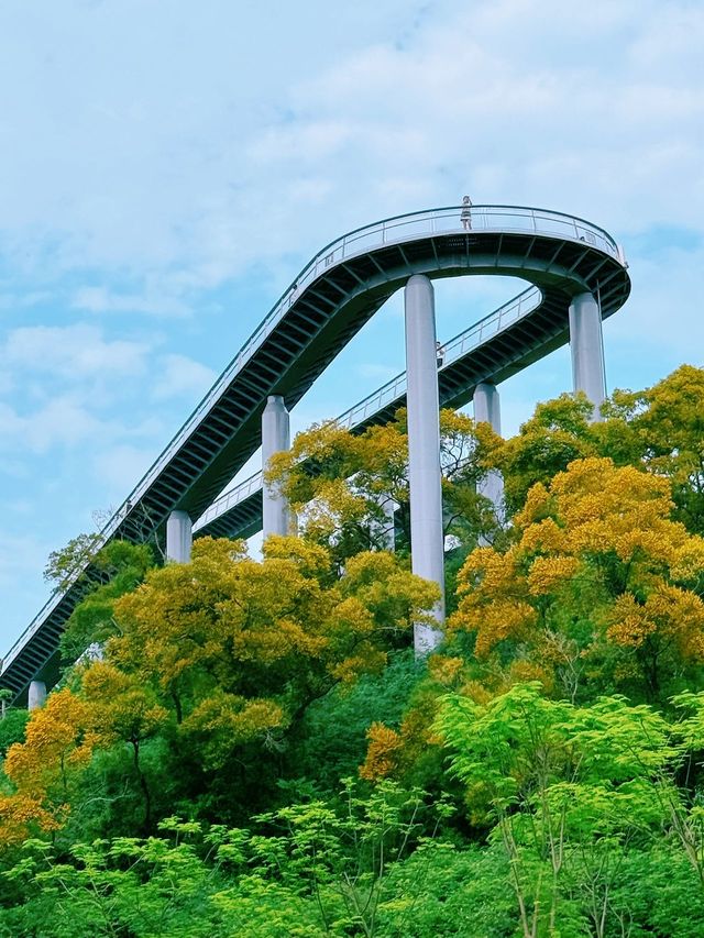 廈門健康步道林海線-五月必看的相思樹花海