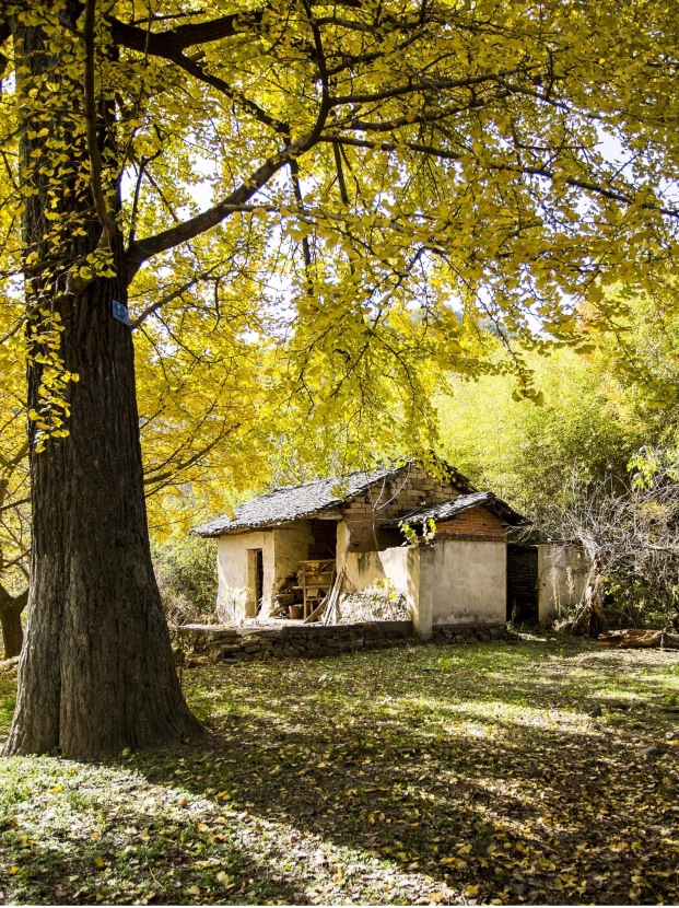 山景色 新道峠からの富士山と天の川 🗓️24.4.13 3:20 📍新道峠 📷Nikon Z8
