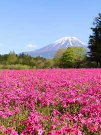 富士本栖湖·限定芝櫻祭。