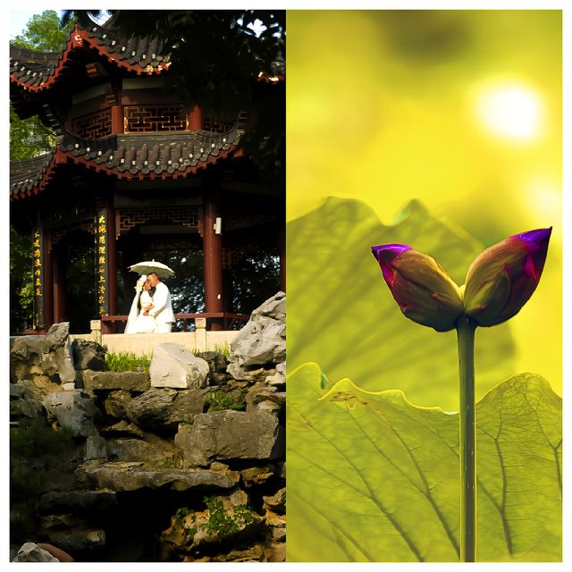 位於市中心城區（二環線內）的“世外桃源”——沙湖公園，賞荷賞景的天花板
