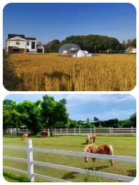 山陽田園︱上海稀缺的親子遊莊園