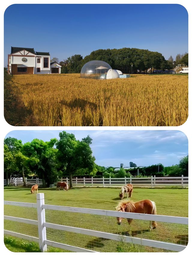 山陽田園︱上海稀缺的親子遊莊園