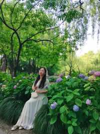 99%杭州人不知道的寶藏繡球花園！！！