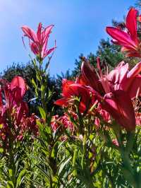 我的人生FIRST｜北京免費賞大片百合花的地方—花鄉公園（三）