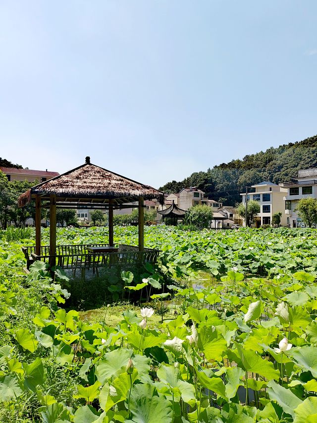 宋濂故里潛溪村，義烏版的“曲院風荷”