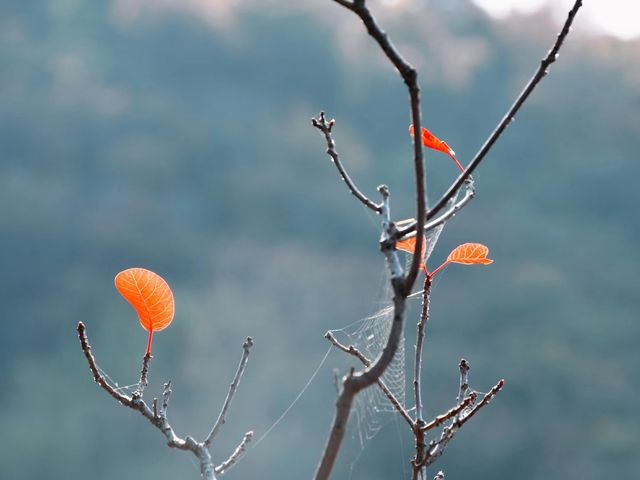 北京山系列——紅葉觀賞地2