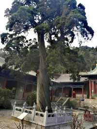 "卦山之柏，冠絕天下"，你怎麼看呢？