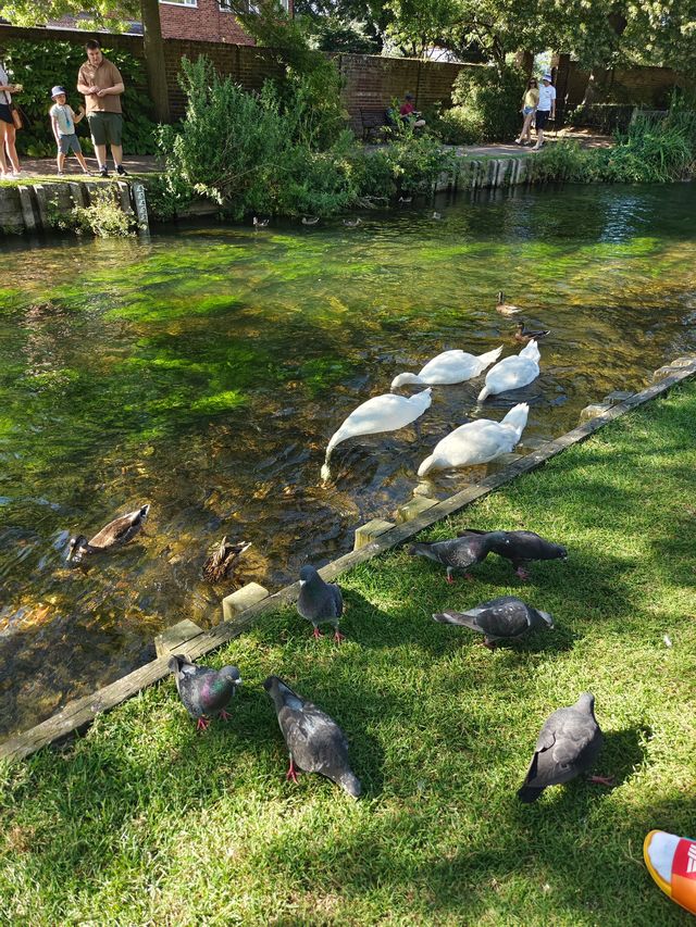 猶如油畫般的韋斯特蓋特花園。