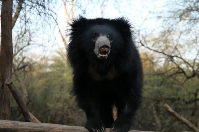 Pataya幻想：與野生動物共舞的奇遇。