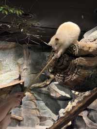 一次撸盡卡皮巴拉玄鳳鸚鵡矮腳羊柯爾鴨!