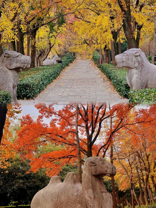 如果錯過了明孝陵的秋天,那該有多遺憾呀。