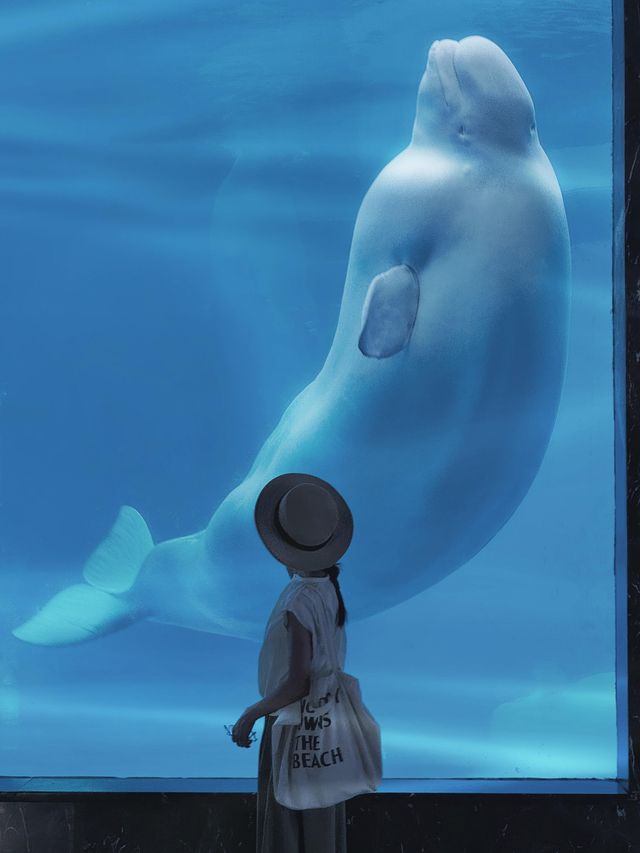 成都極地海洋公園。