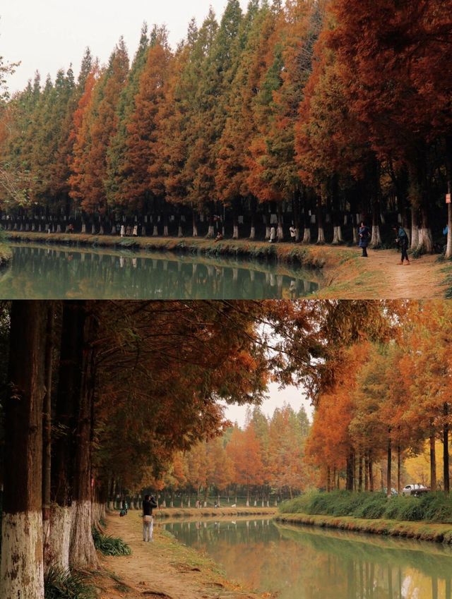 成都！就現在！公園的水杉黃了…。