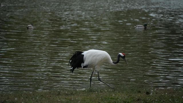 秦皇島野生動物園｜秋天必去遊玩好地方。