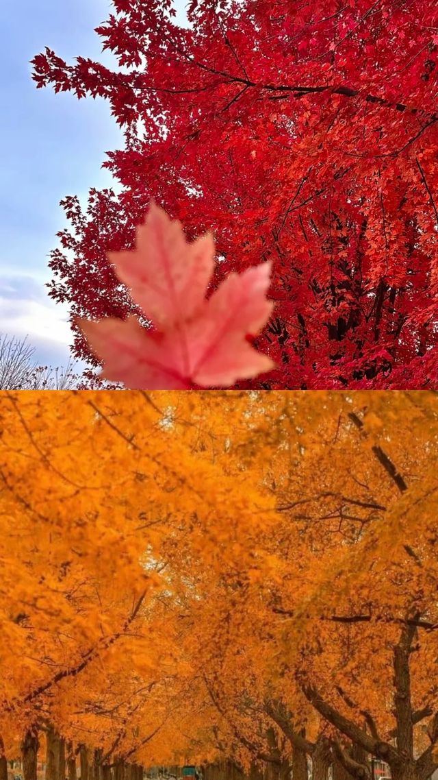 不愧是鬼怪的取景地，加拿大魁北克秋天絕了！